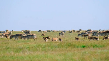 Фотография к новости: Батыс Қазақстан облысында киік ату басталды