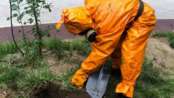 Фотография к новости: Астанада аралар балалар алаңына ұя салған