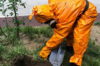 Фотография к новости: Астанада аралар балалар алаңына ұя салған