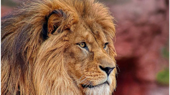 Фотография к новости: Антальядағы зообақта арыстан тордан шығып, ер адамға шабуыл жасады