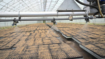 Фотография к новости: Абай облысындағы тұқымбақта жылына 3 миллион түпке дейін қарағай көшеттері өсіріледі