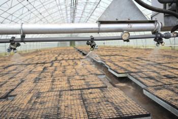 Фотография к новости: Абай облысындағы тұқымбақта жылына 3 миллион түпке дейін қарағай көшеттері өсіріледі