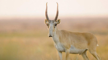 Фотография к новости: Киік етінің бағасы қанша теңге болады?