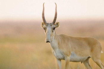 Фотография к новости: Киік етінің бағасы қанша теңге болады?