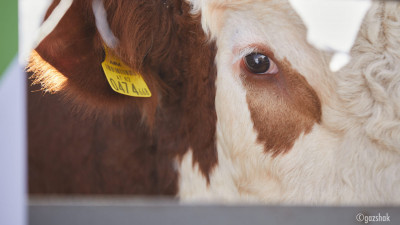 Малға сырға тақпағандарға айыппұл күшейеді