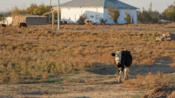 Фотография к новости: "Тері мен жүнді тастамаңыздар". Министр халыққа үндеу жасады