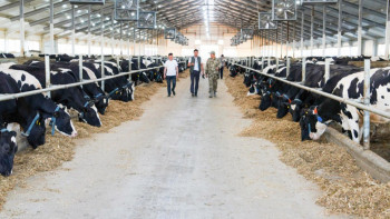 Фотография к новости: Асыл тұқымды сиыр мен қой сатып алуға жеңіл несие беріледі