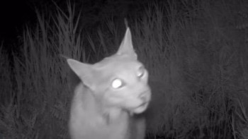 Фотография к новости: Бейнекадрлар: Сілеусін мен қар барысы фототұзаққа түсті