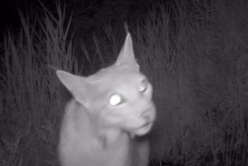 Фотография к новости: Бейнекадрлар: Сілеусін мен қар барысы фототұзаққа түсті