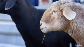 Фотография к новости: Мал өнімдерін заңсыз сатқандар қылмыстық жауапқа тартылуы мүмкін