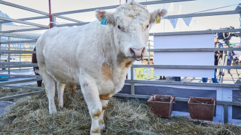 Фотография к новости: Ірі және ұсақ мал сатып алуға 5% несие: Не білу керек?