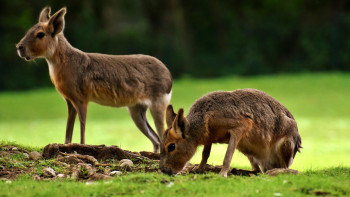 Фотография к новости: Жануарларға қамқорлық: Алматы хайуанаттар бағы міндетті алымдардан босатылды