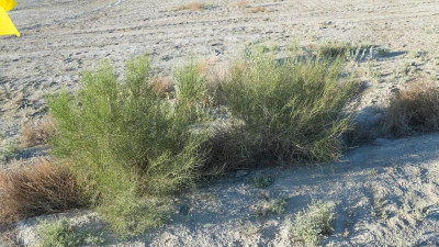 "1,5 млн көшет": Аралда жаңа тұқымбақ салынып жатыр