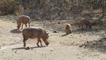 Фотография к новости: Алматы облысында туристер жабайы жануарлардың қоршауында қалды
