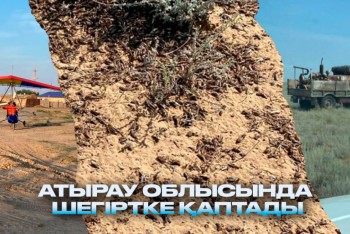 Фотография к новости: "Шаруалар дабыл қақты": Атырауда шегіртке жайылымдарды отап жатыр
