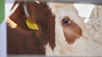 Фотография к новости: Сібір жарасы тіркелді: Мал ұстайтындар не білуі керек?