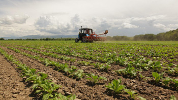 Фотография к новости: Жетісуда қант қызылшасының көлемі неге қысқарды?