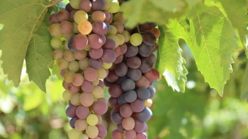 Фотография к новости: 20 га жүзім бауы бар ауыл кәсіпкері адамдарды жұмыспен қамтып отыр