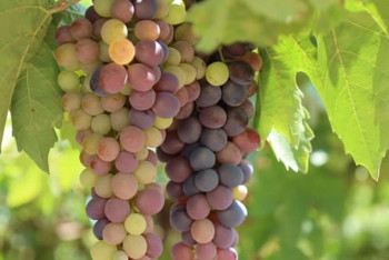 Фотография к новости: 20 га жүзім бауы бар ауыл кәсіпкері адамдарды жұмыспен қамтып отыр