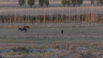 Фотография к новости: СҚО-да қайтарылған жер адал фермерлерге беріледі