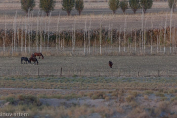 Фотография к новости: СҚО-да қайтарылған жер адал фермерлерге беріледі