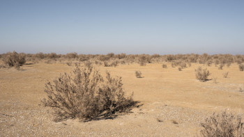 Фотография к новости: Арал теңізінің ұлтанына 48 млн дана сексеуіл егілді