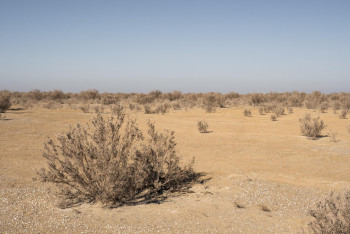 Фотография к новости: Арал теңізінің ұлтанына 48 млн дана сексеуіл егілді