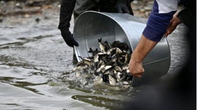 СҚО-ның 19 көліне 93 мыңнан астам шабақ жіберілді