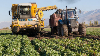 Фотография к новости: Жетісуға қосымша қант зауыты қажет пе?
