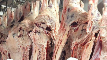 Фотография к новости: Ақбөкен еті ұлттық стандартқа сай өндіріледі – АШМ