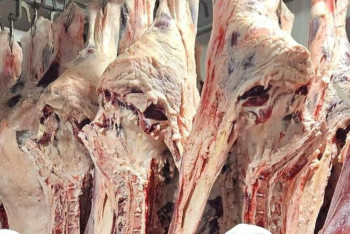 Ақбөкен еті ұлттық стандартқа сай өндіріледі – АШМ