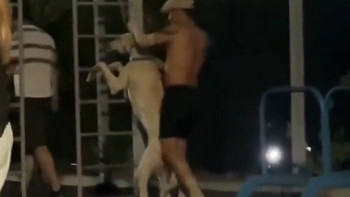 Фотография к новости: Алматыда ер адам балалар алаңында итке қатыгездік жасады