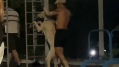 Алматыда ер адам балалар алаңында итке қатыгездік жасады