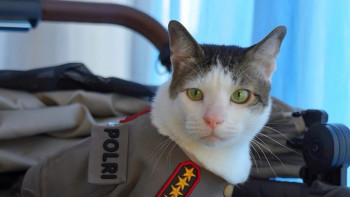 Фотография к новости: Президенттің мысығына мемлекеттік күзет берілетін болды