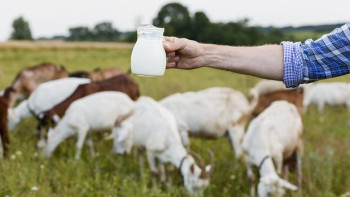 Фотография к новости: Ғалымдар дәлелдеді: ешкі сүті қартаю белгілерін баяулатады
