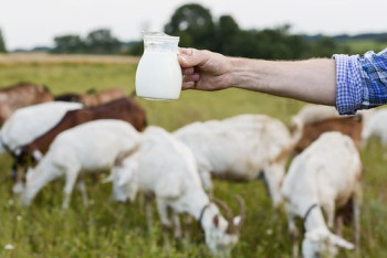 Фотография к новости: Ғалымдар дәлелдеді: ешкі сүті қартаю белгілерін баяулатады