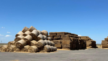 Фотография к новости: Қазақстанда 13,8 млн тонна мал азығы дайындалды