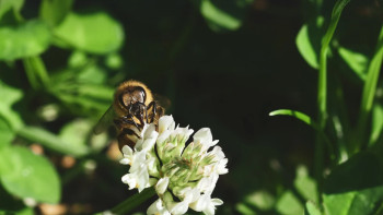 Фотография к новости: Катонқарағай өрт қаупіне байланысты туристер үшін уақытша жабылды