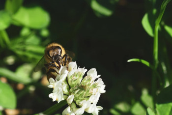 Фотография к новости: Катонқарағай өрт қаупіне байланысты туристер үшін уақытша жабылды