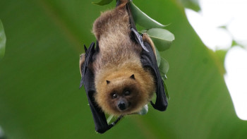 Фотография к новости: Ерекше "қонақ": Астанада пәтерге жарқанат кіріп кетті