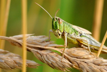 Фотография к новости: Шегірткелер "шеруі": Дағыстанда төтенше жағдай режимі енгізілді