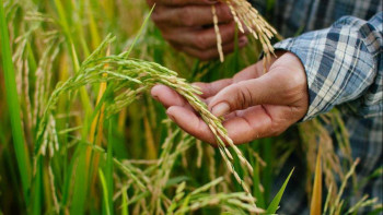 Фотография к новости: Судың да сұрауы бар: Түркістанда 203 шаруа күрішті рұқсатсыз еккен