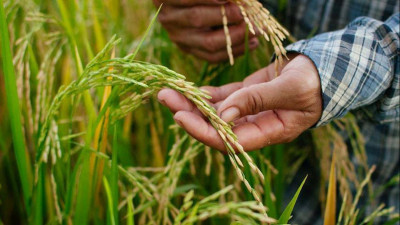 Судың да сұрауы бар: Түркістанда 203 шаруа күрішті рұқсатсыз еккен