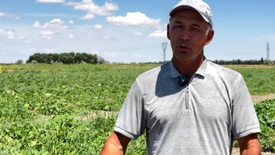 Шаруалар бау-бақша өнімдерін жинауда – Жамбыл облысы