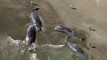 Фотография к новости: Жойқын жер сілкінісінен кейін киттер жағаға шығып қырылып жатыр