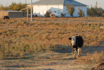 Малы мен бауы барлар өтуі керек: Ұлттық ауыл шаруашылығы санағы қалай жүреді?