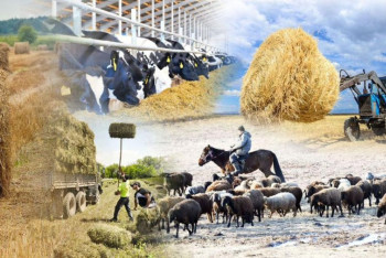 1 тамыздан Ұлттық ауыл шаруашылығы санағы басталады. Ол не үшін керек?