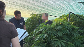 Фотография к новости: БҚО тұрғыны жасырын жылыжайда есірткі өсірген