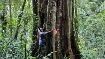 Фотография к новости: Танзанияда 3000 жылдық ағаштар табылды