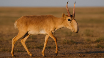 Фотография к новости: Киіктерге қауіп пе, қажеттілік пе: экожүйе тепе-теңдігі үшін 750 мың бас ауланады